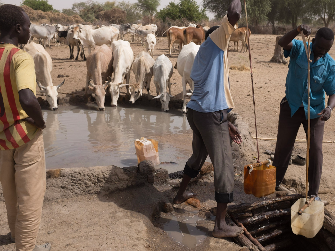 Two men bring water up from a well in plastic water carriers, a third man looks on. Behind is a watering hole and white cows drinking,